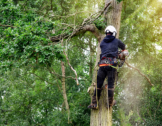 Kernmantle Rope for Tree Climbing: Secure and Reliable Support for Arborists